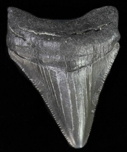 Juvenile Megalodon Tooth - Serrated Blade #61833